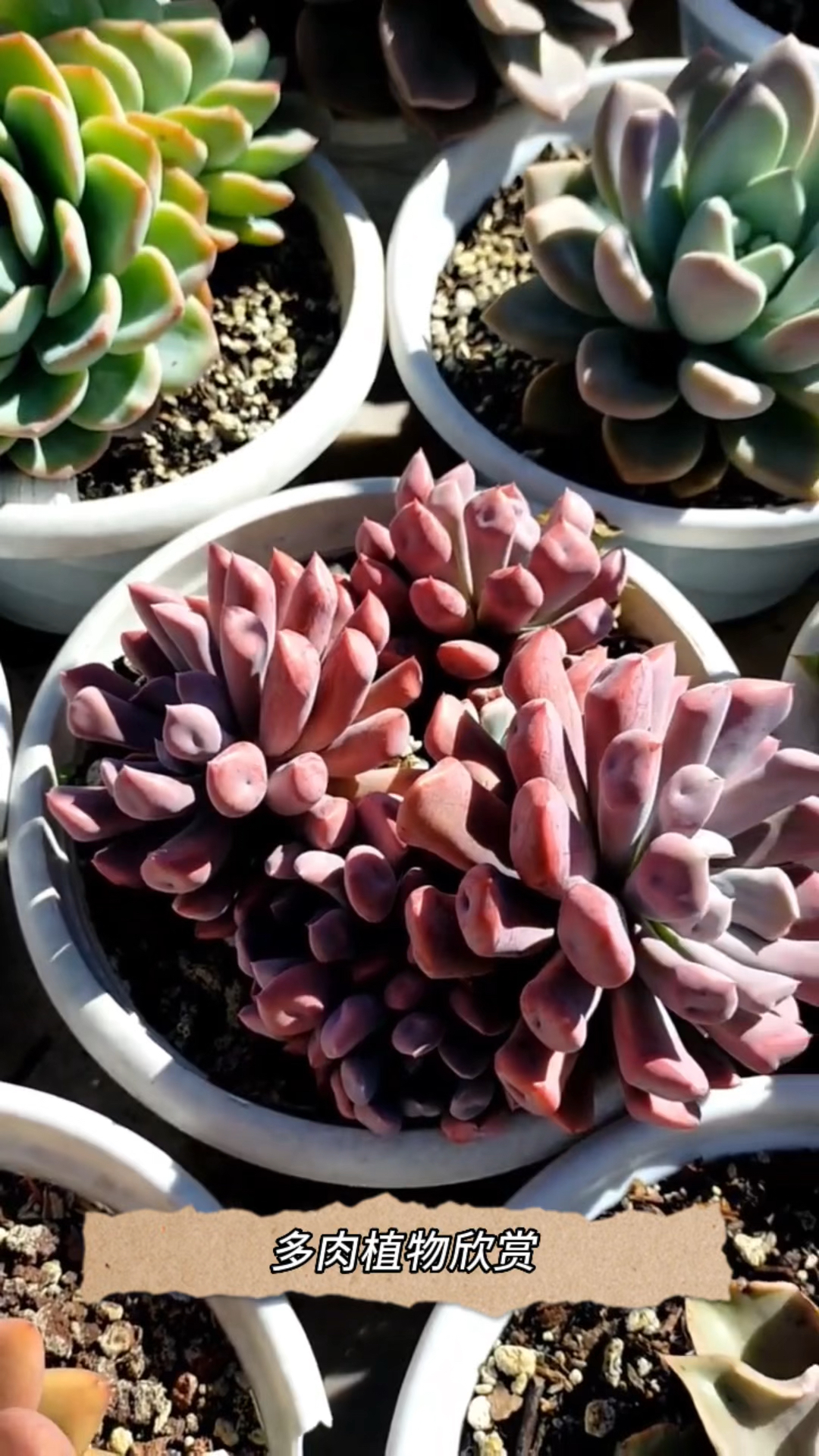 丘比特,出状态很美