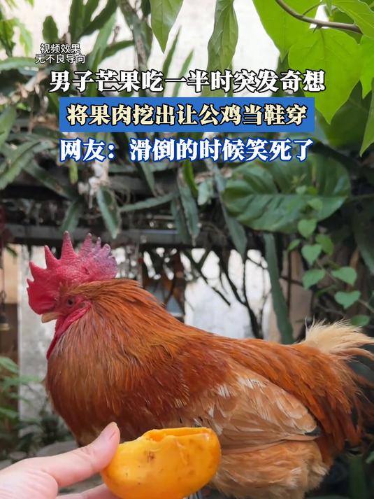 男子芒果吃一半时突发奇想,将果肉挖出让公鸡当鞋穿