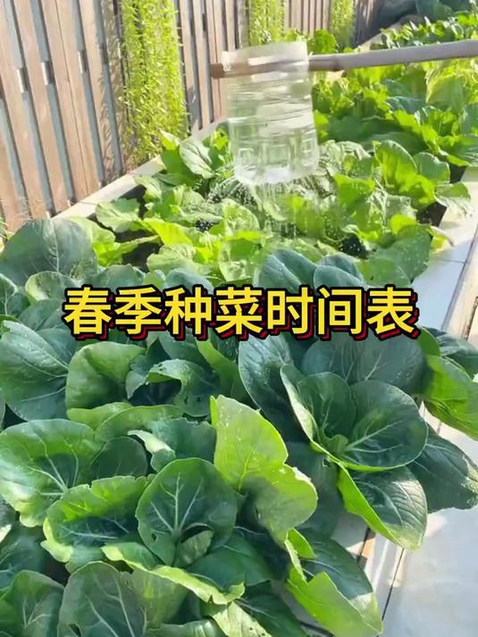 春季该种哪些蔬菜呢?看完视频涨知识