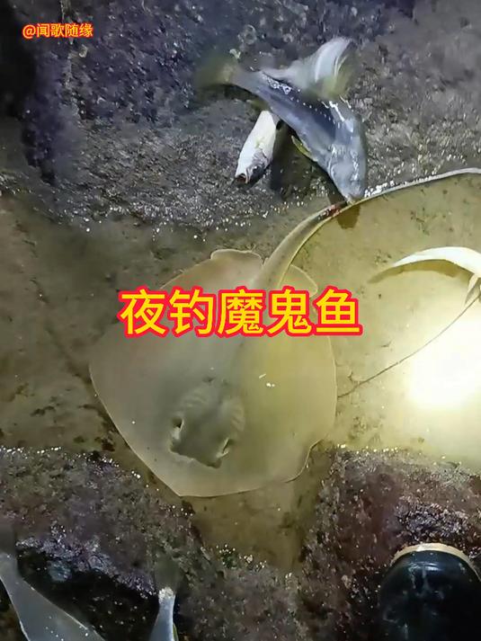 夜钓也精彩喜欢你就来