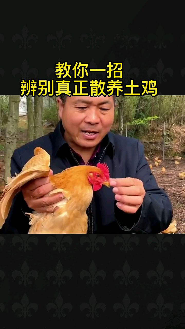 教你一招识别真正的散养土鸡