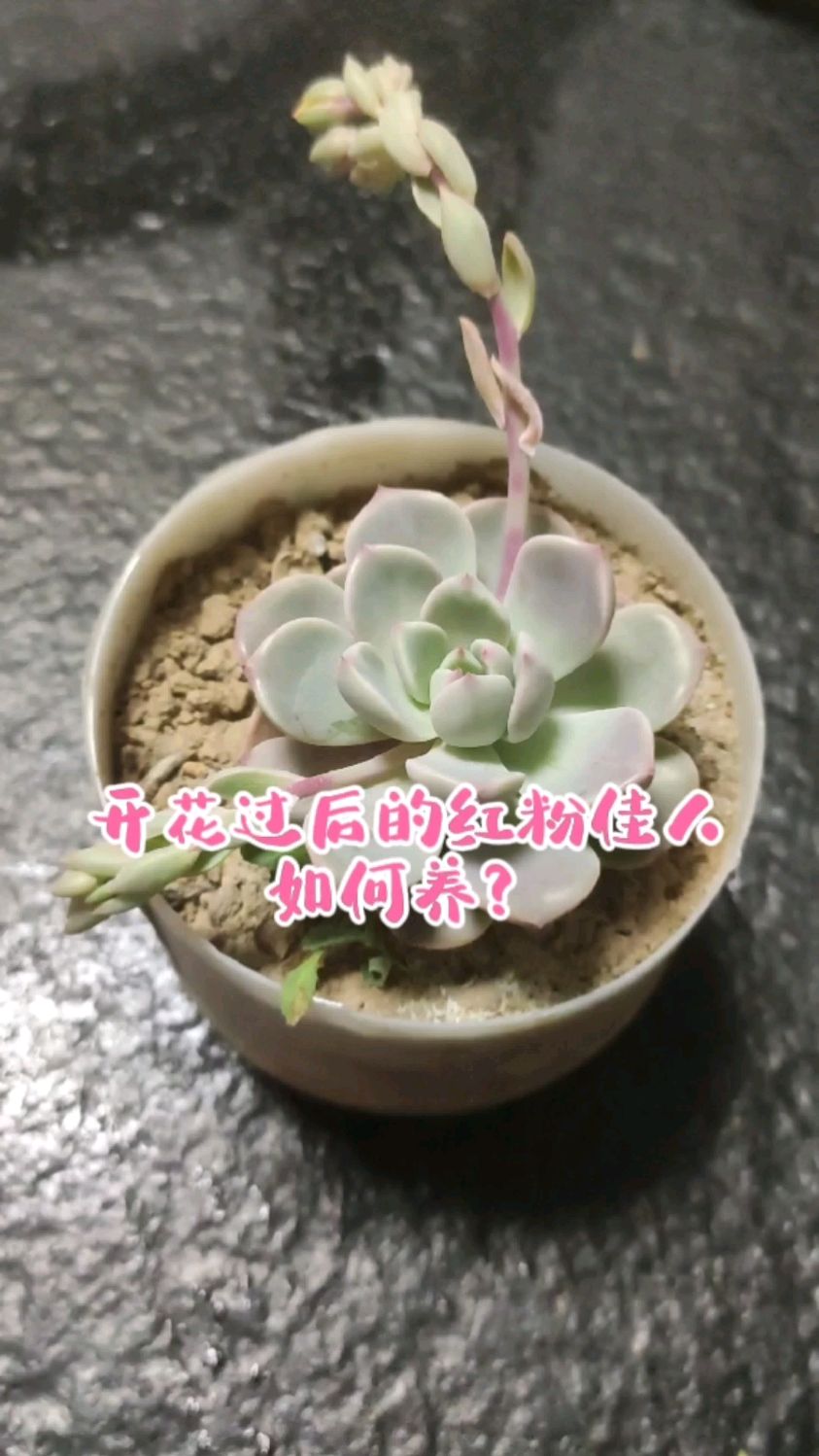 多肉红粉佳人开花后如何养?