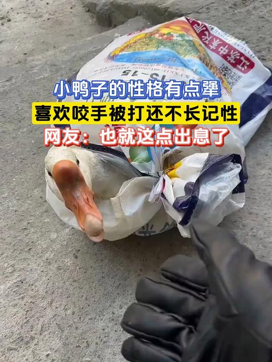 小鸭子的性格有点犟,喜欢咬手被打还不长记性