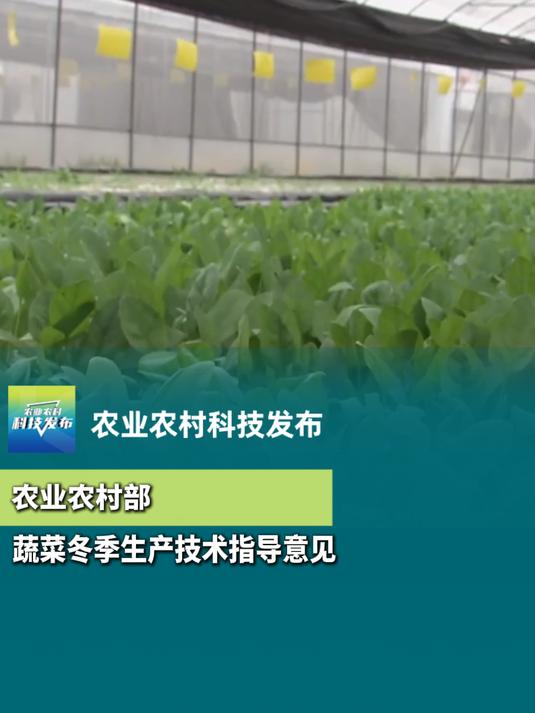 32蔬菜南方