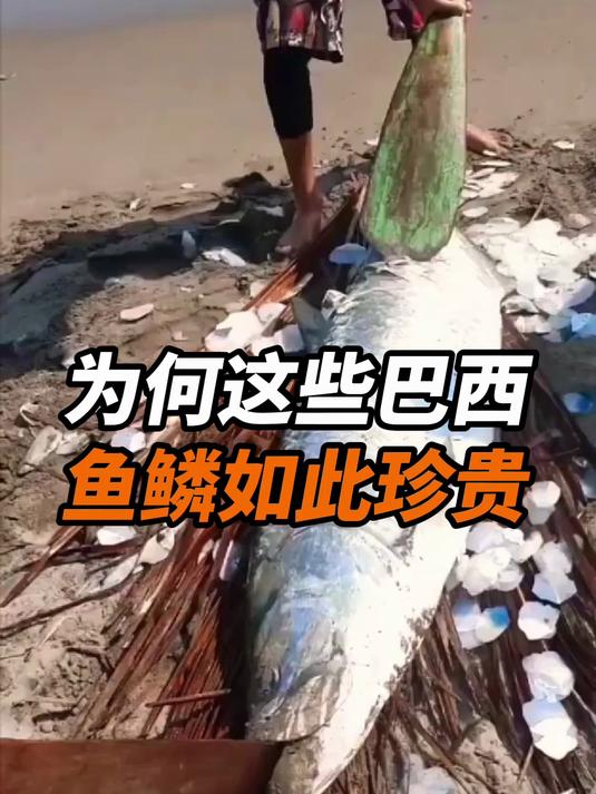 为何这些巴西鱼鳞如此珍贵!