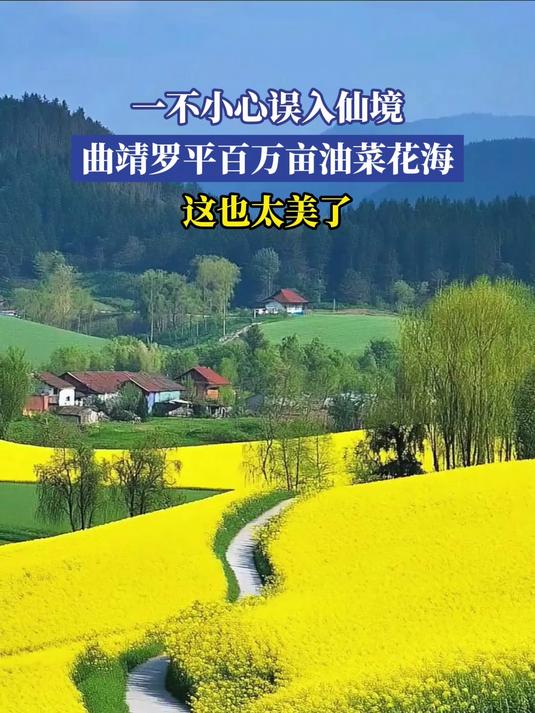 一不小心误入仙境,曲靖罗平百万亩油菜花海,这也太美了