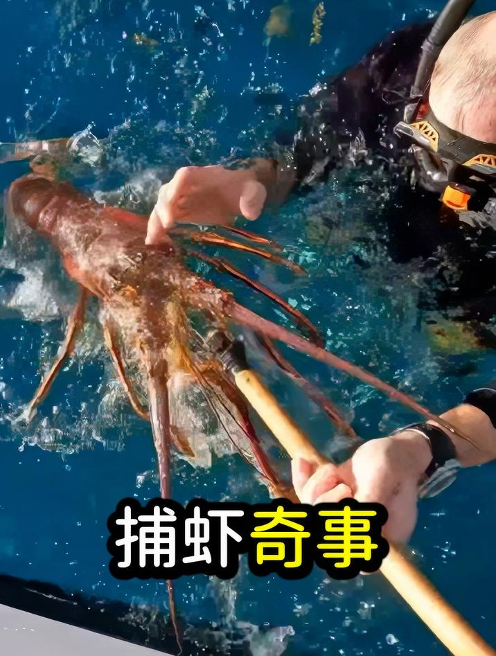 运气没谁了:居然能抓到这种龙虾