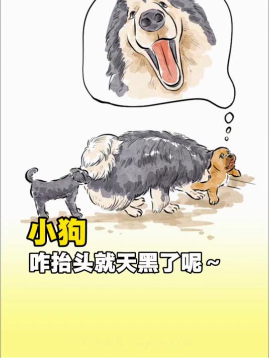 小黄狗:揍开啊没见过狗睡觉吗#被吓一跳#中华田园犬#狗