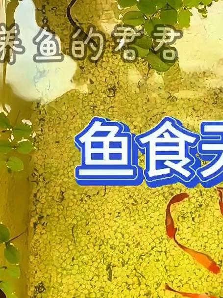 孔雀鱼吃什么鱼食更好!鱼食中的天花板,小红虫!