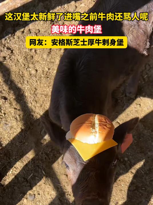 这汉堡太新鲜了进嘴之前牛肉还骂人呢，美味的牛肉堡，网友：安格斯芝士厚牛刺身堡
