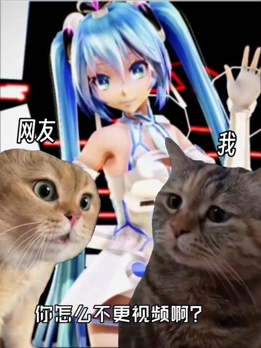 猫咪表情包