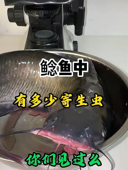 鲶鱼中有多少寄生虫，你们见过么？