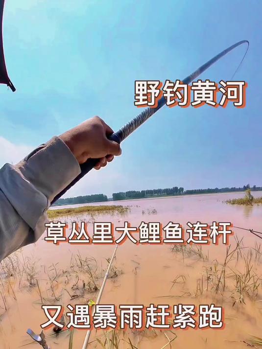 黄河河边的草丛里大鲤鱼大鲫鱼连杆,黄河钓鲤鱼首选大味型饵料