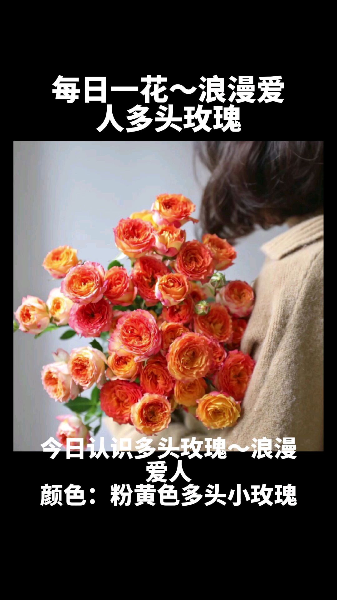 每日一花～多头玫瑰:浪漫爱人。