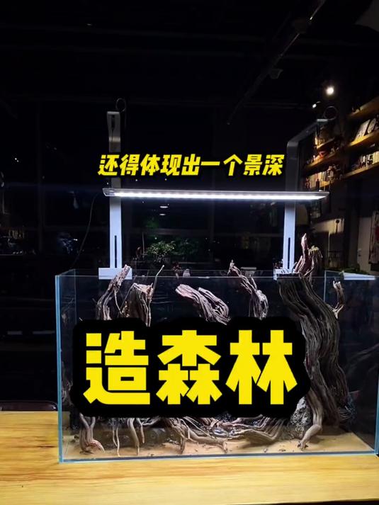 鱼缸里也能做森林?