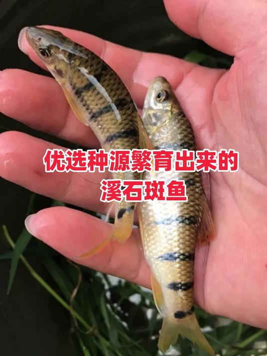 溪石斑鱼养殖投苗时间有技巧那么3月份能投放溪石斑鱼苗吗?