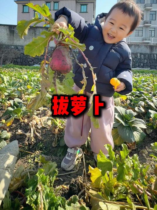 这是传说中的野生萝卜吗?今天来拔萝卜!有白萝卜还有红萝卜!