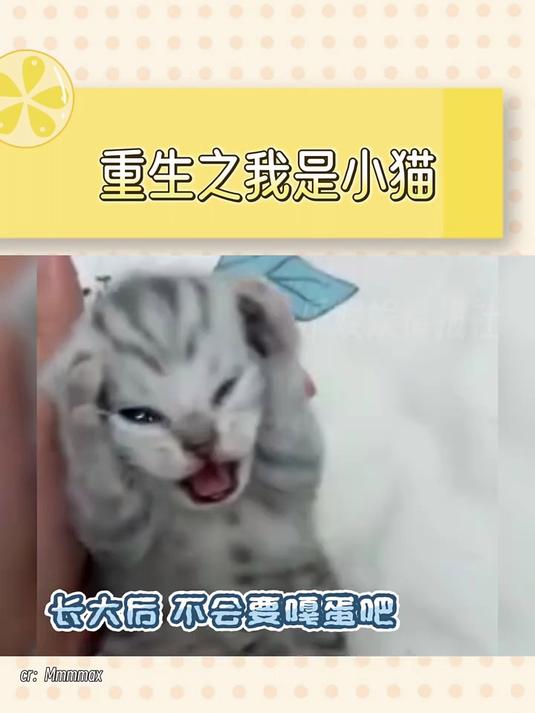 爆火的尖叫小猫,你手机里有它的表情包吗 搞笑小猫咪