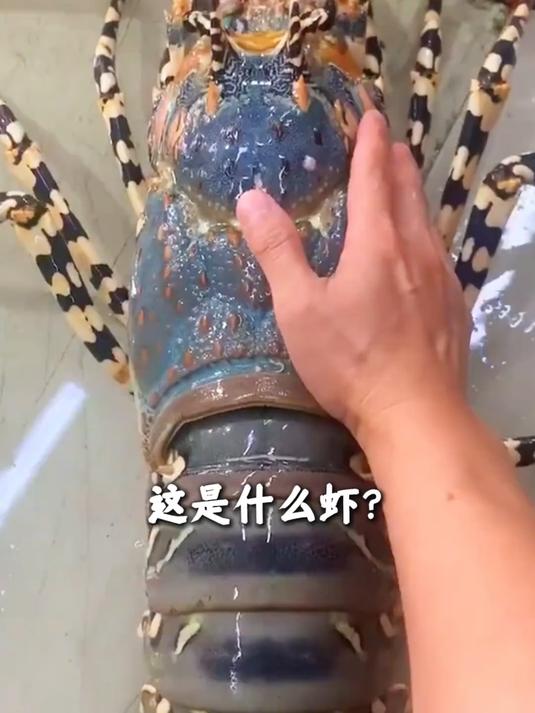 科普分享15种龙虾和价格,你觉得哪个好吃呢