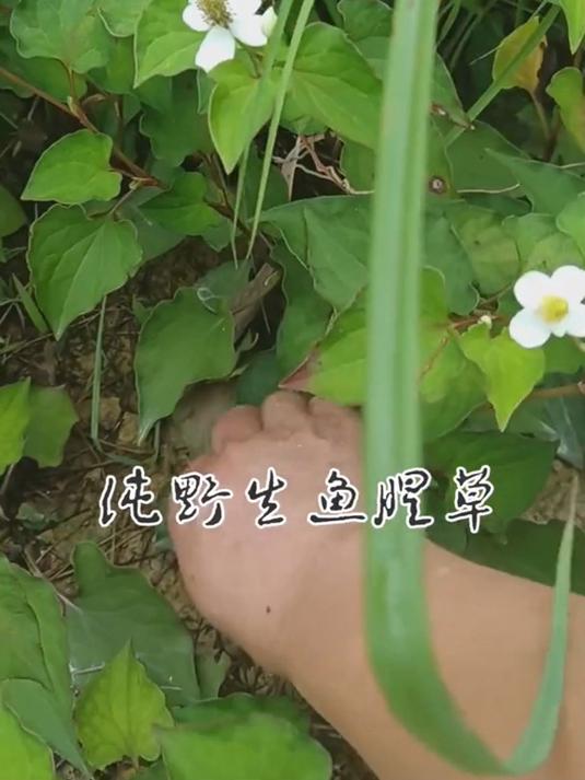 野生鱼腥草你见过吗?