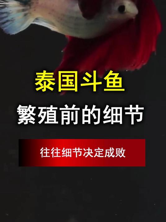 泰国斗鱼繁殖前的细节,往往细节决定成败,希望你也繁殖成功