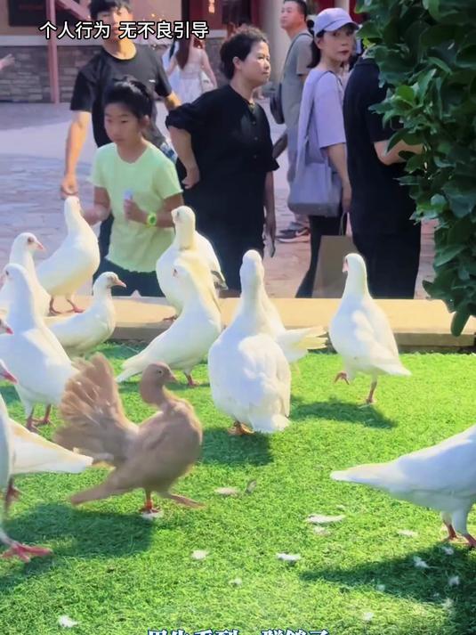 男生看到一群鸽子，但里面混了一只小鸭？鸭子：我是“鸭哥”