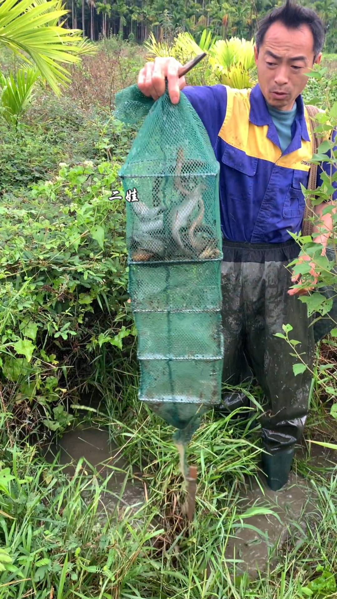 海南就是不一样,什么鳝鱼都有