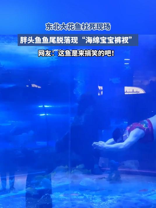 东北大花鱼社死现场,鱼尾脱落现“海绵宝宝裤衩”,这是来搞笑的