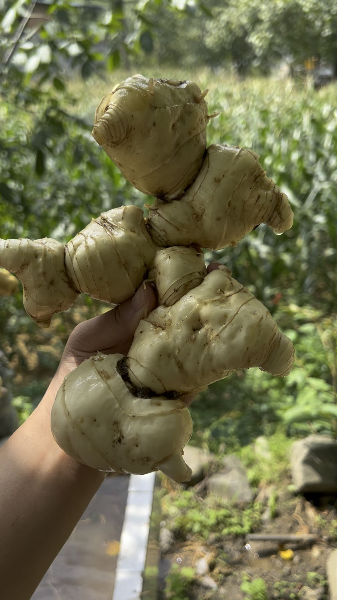 秦岭山里野生黄精,又叫鸡头精,你见过吗?
