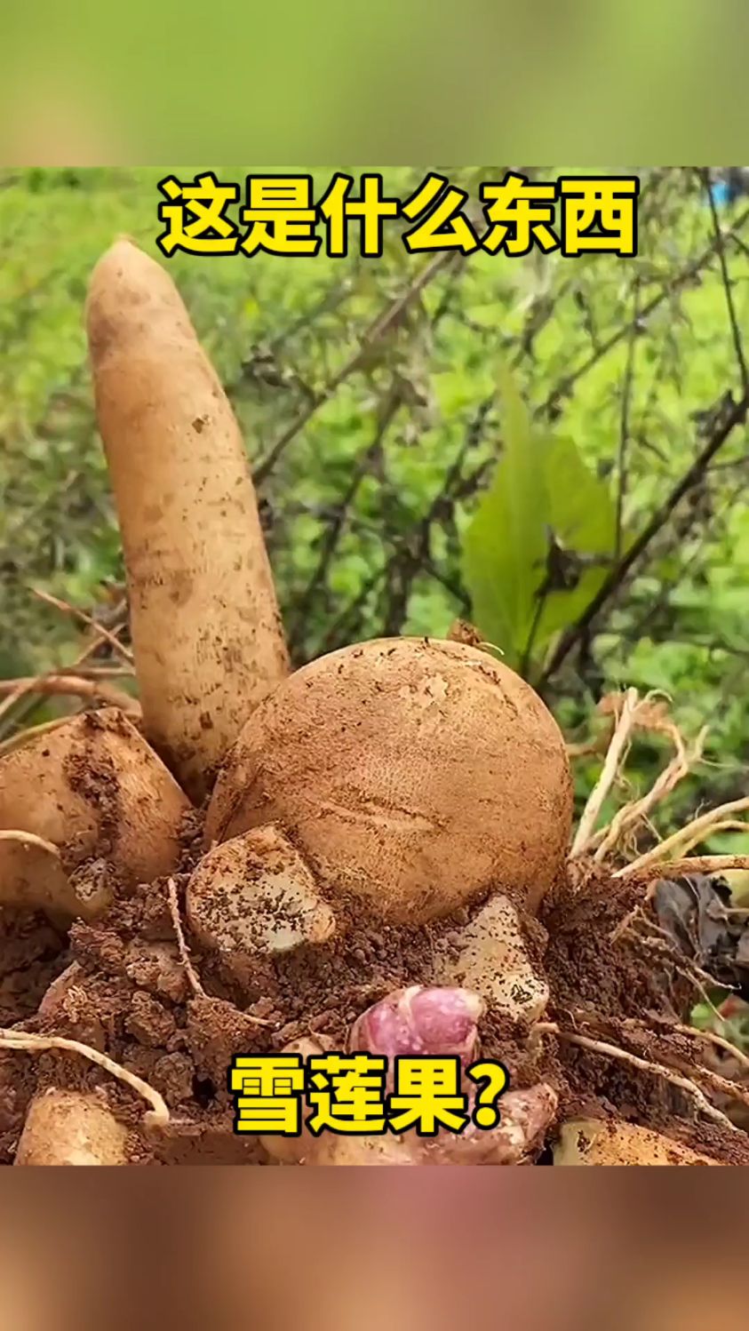 这是什么东西?雪莲果?