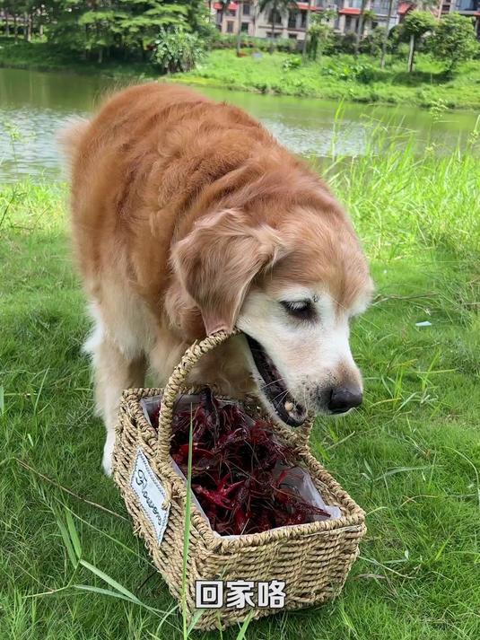 狗狗去河边抓小龙虾煮给主人吃,好暖心呀!