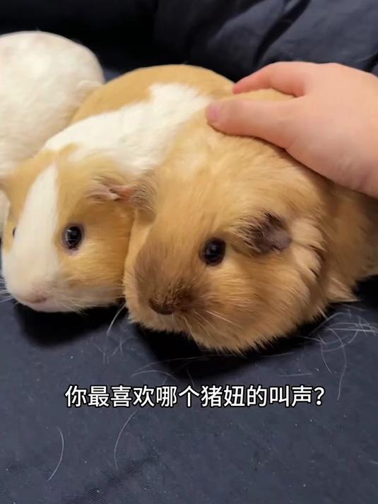 你最喜欢哪个猪妞的叫声?#猪妞