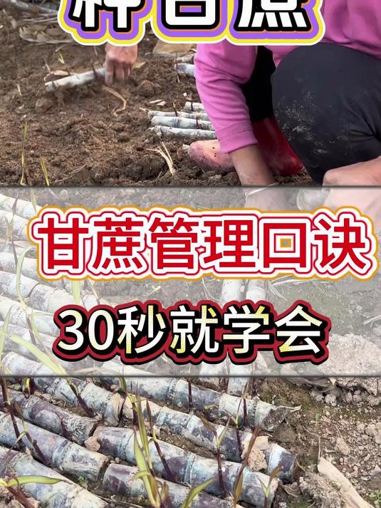 甘蔗管理口诀30秒就学会#甘蔗种植##甘蔗种植技术#