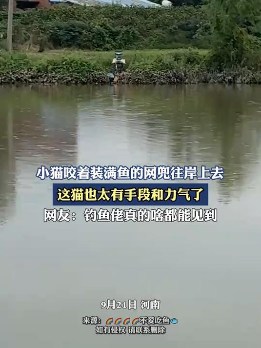 小猫咬着装满鱼的网兜往岸上去,这猫也太有手段和力气了