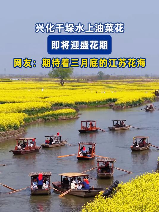 兴化千垛水上油菜花,即将迎盛花期,网友:期待着三月底的江苏花海#马上就出发#