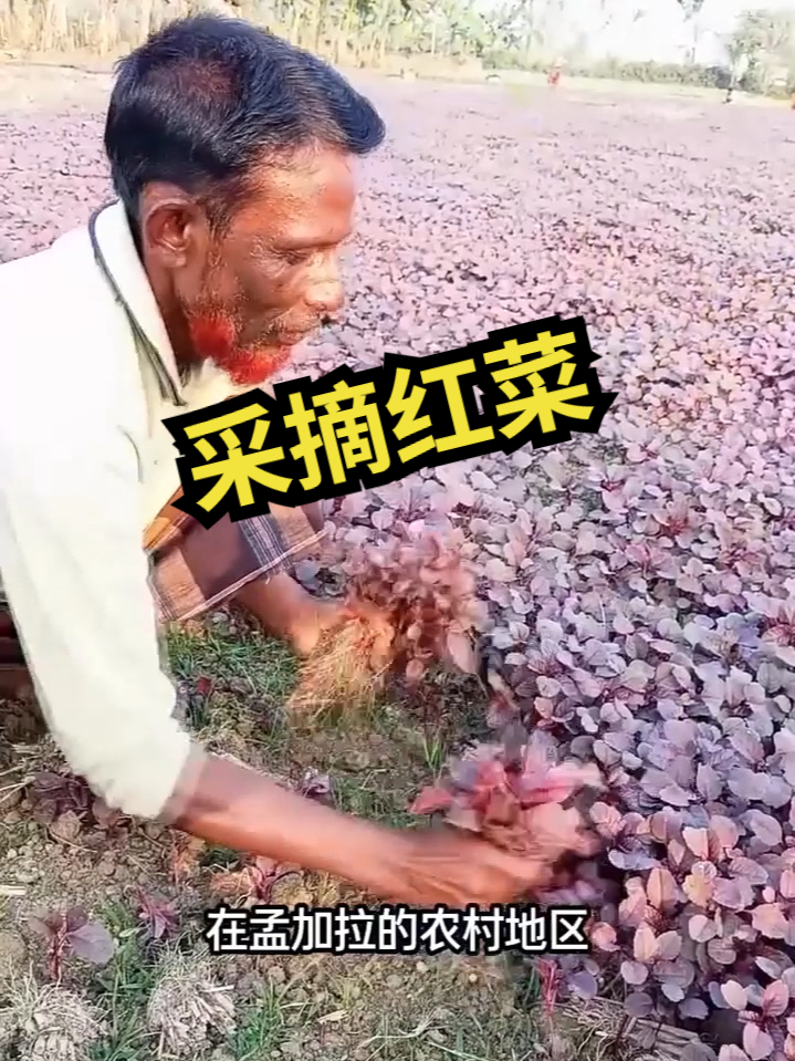 一种极具冲击力的蔬菜，叶子鲜红，深受孟加拉人的喜爱！