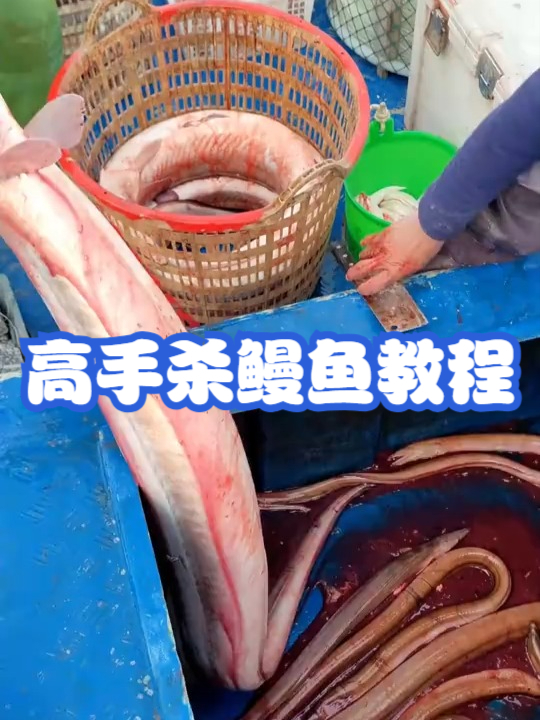 高手杀鳗鱼教程