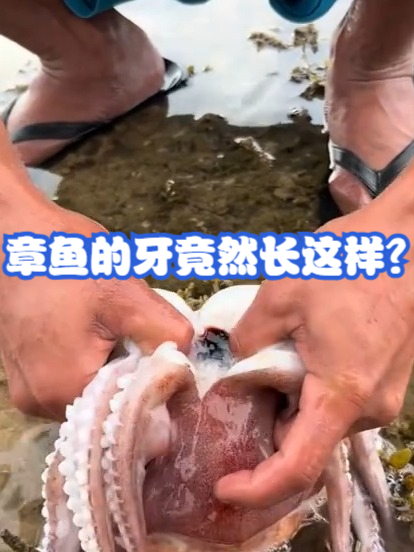 章鱼的牙竟然长这样？