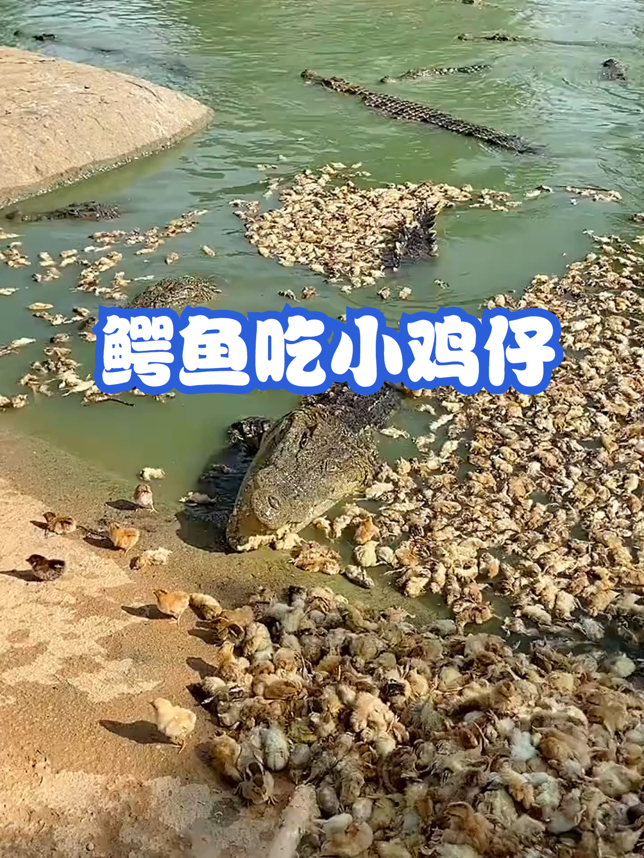 鳄鱼吃小鸡仔