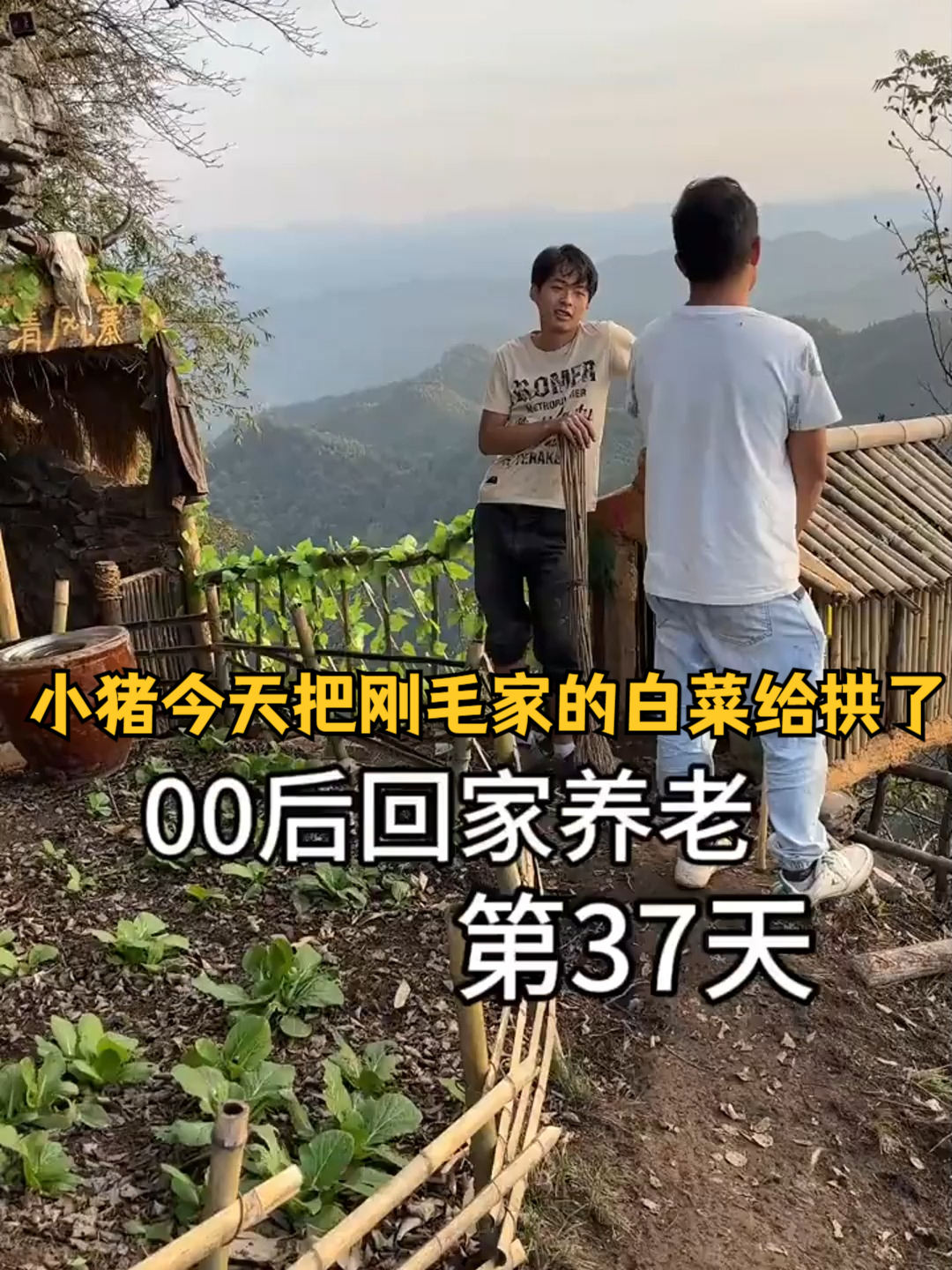 小猪今天把刚毛家的白菜给拱了,看来明天得修个猪圈了