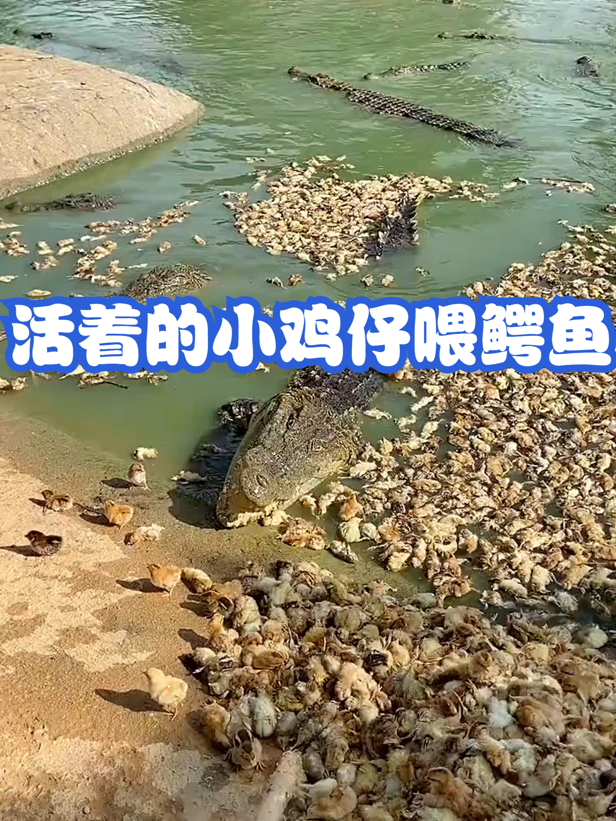 活着的小鸡仔喂鳄鱼