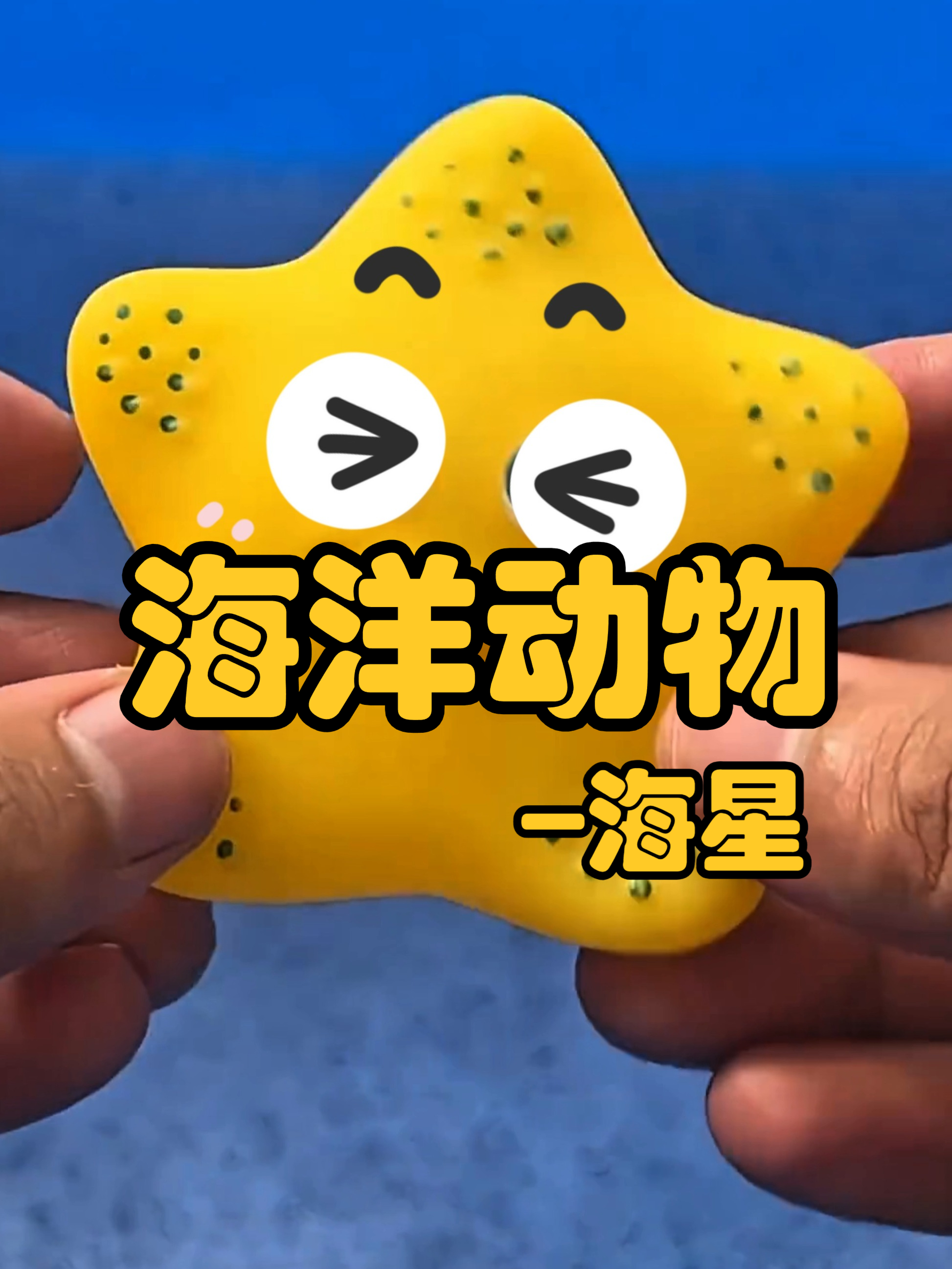 海洋动物 海星、海豚、鲸鱼、寄居蟹、雏鸭、鲨鱼
