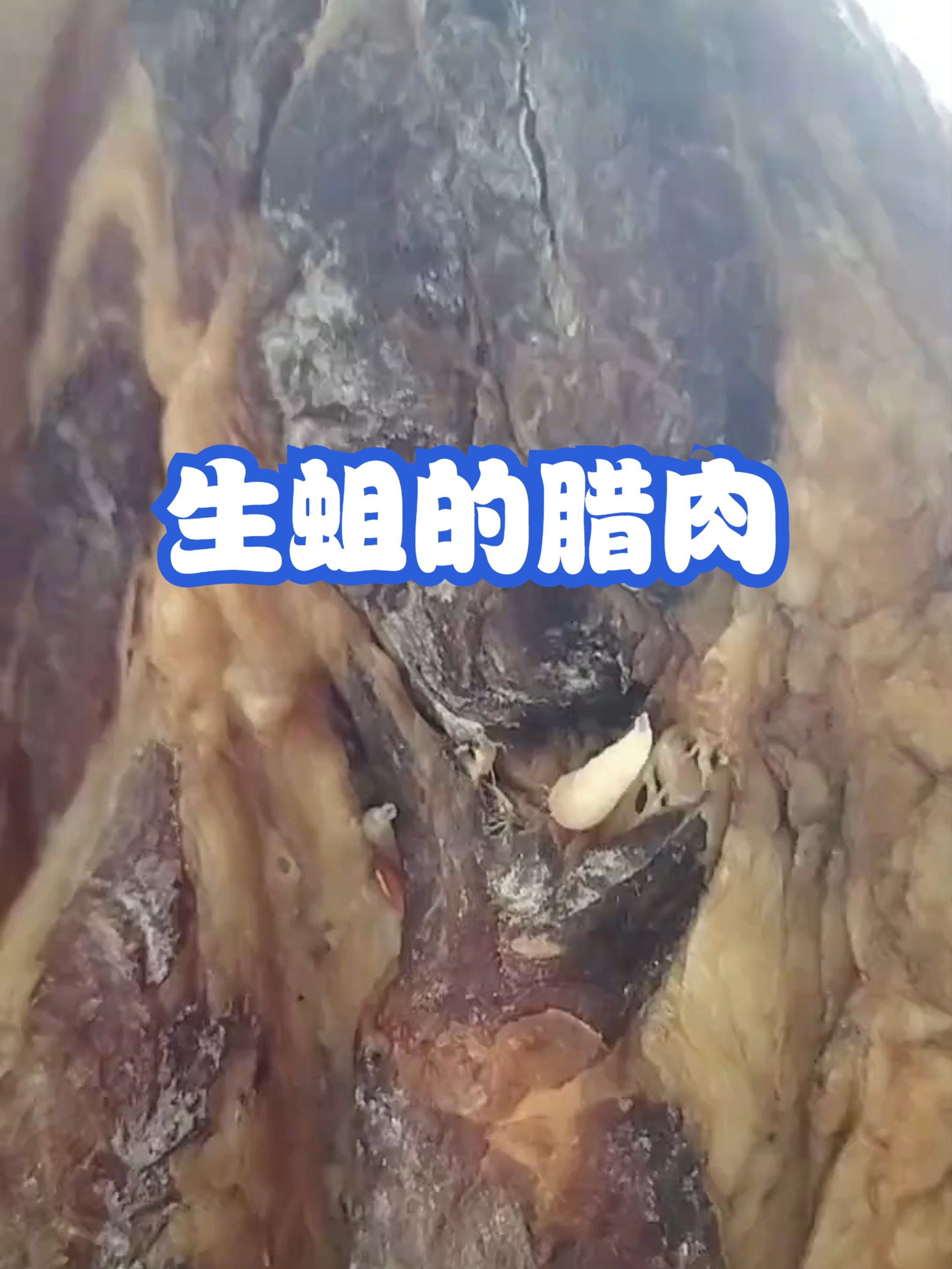 生蛆的腊肉