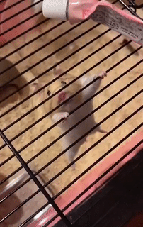 ���帣����ͼ�Ʒ�ϵ�� ��Ů��ˮ�����٤��ɶ˵��