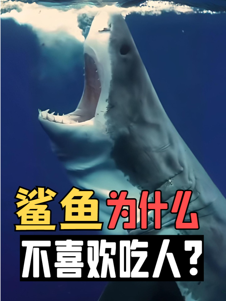 鲨鱼为什么不喜欢吃人?
