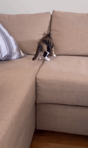 ���帣����ͼ�Ʒ�ϵ�� ��Ů��ˮ�����٤��ɶ˵��