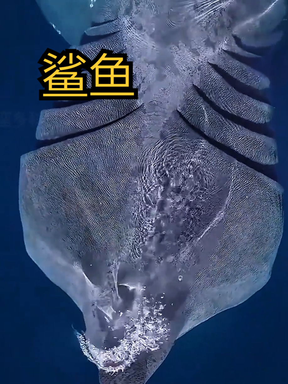 #鲨鱼 #海底世界