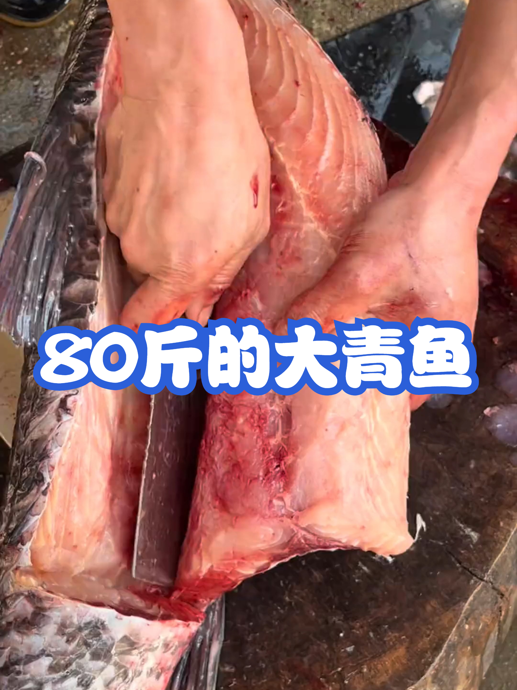 80斤的大青鱼