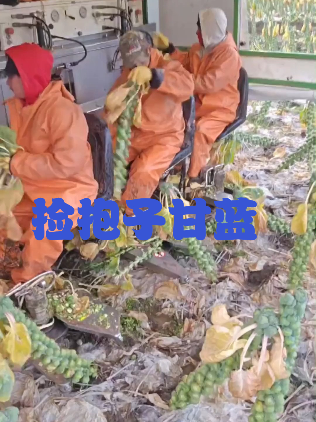捡抱子甘蓝