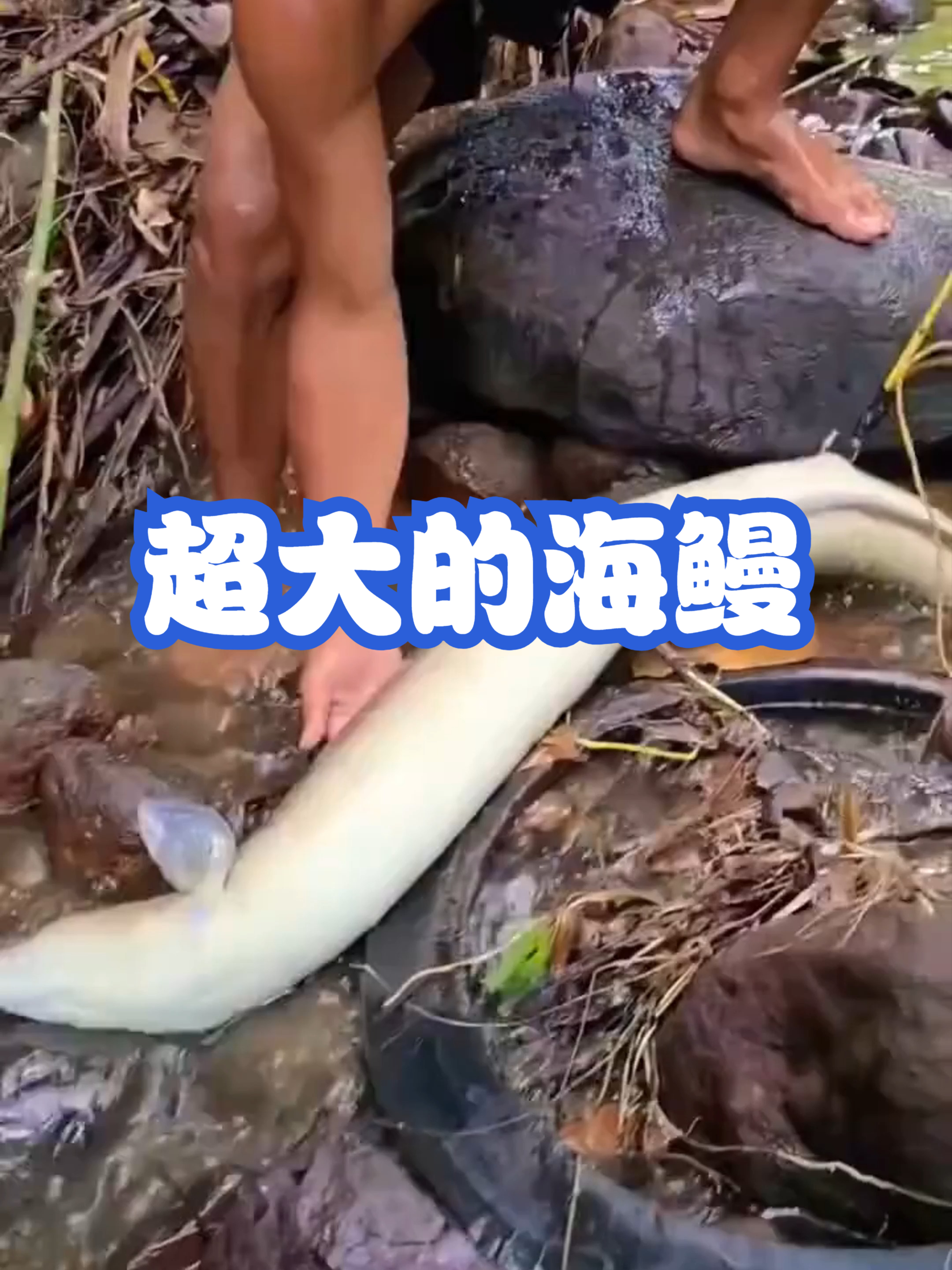 超大的海鳗